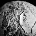 calcio1-a- calcio1-a-
