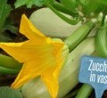 zucchine-in-vaso-165x110 zucchine-in-vaso-165x110